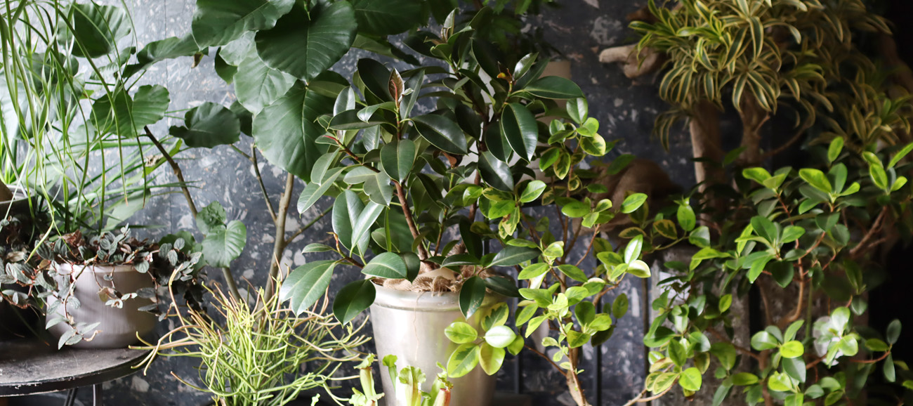 ムサジャパン 観葉植物