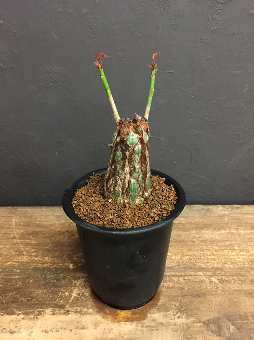 Musa Flower Green Onlineshop ムサ ジャパン フラワー グリーン オンラインショップ プセウドボンバックス エリプティクム