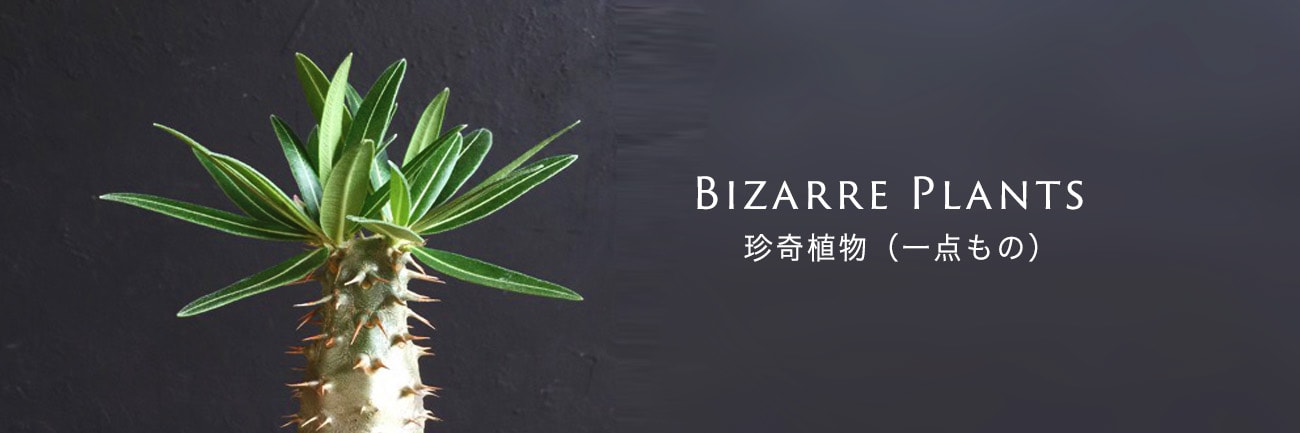 Bizarre Plants 珍奇植物