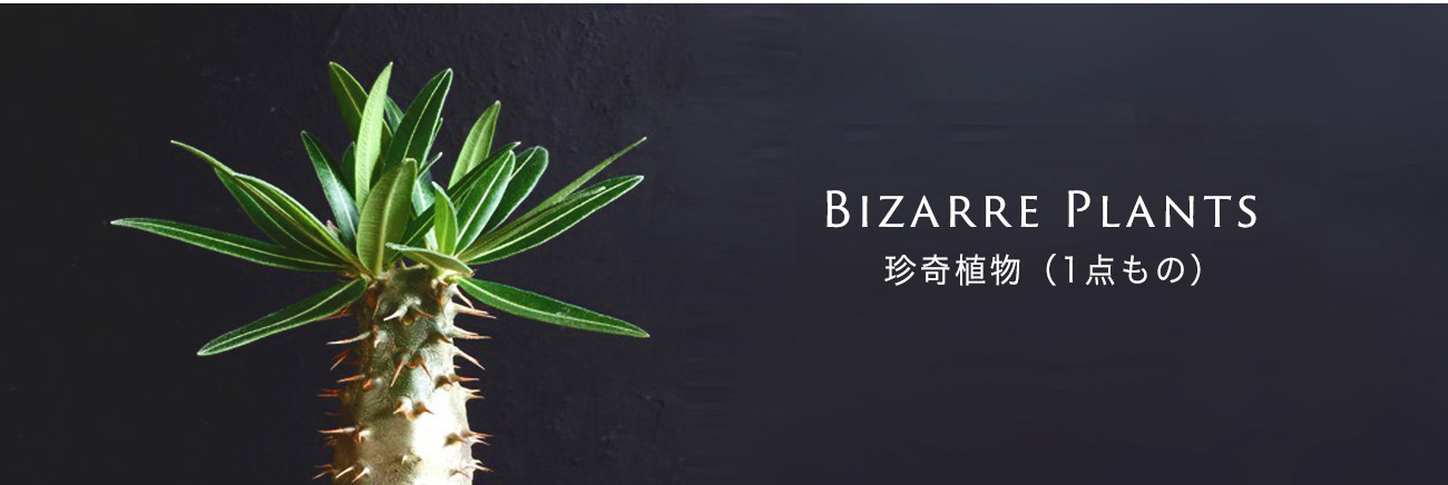 Bizarre Plants 珍奇植物（一点もの）