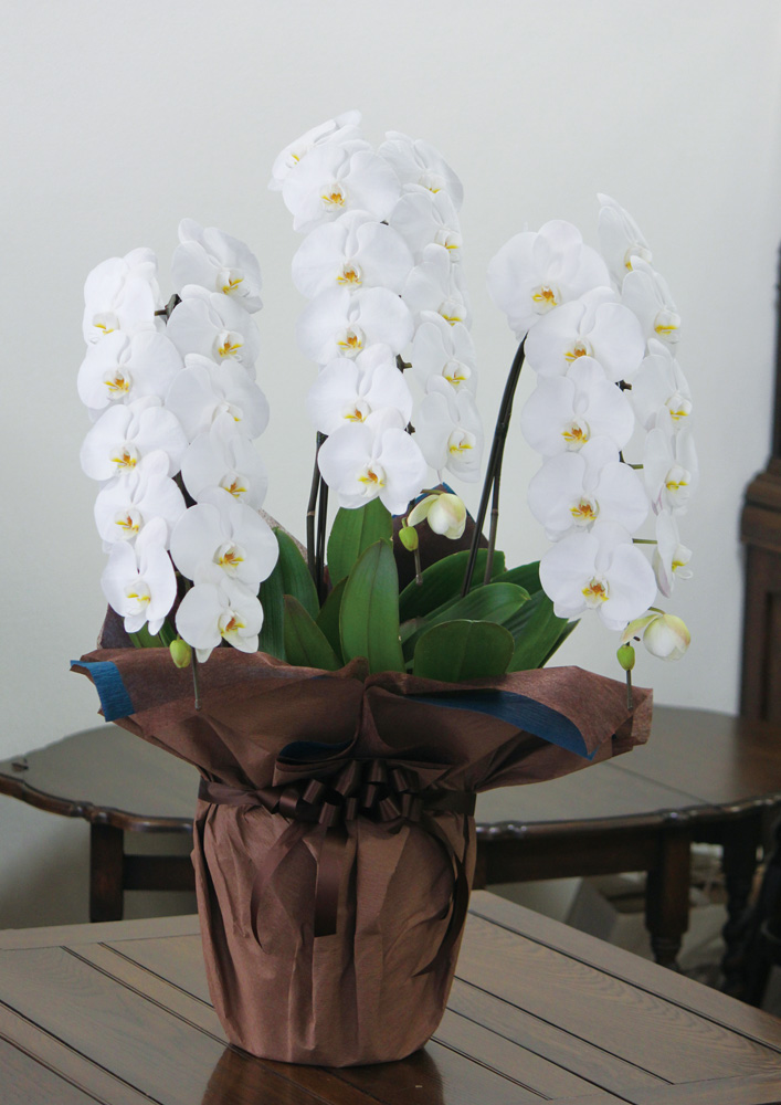 お祝い 胡蝶蘭３本立