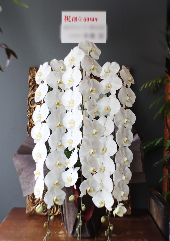 お祝い 胡蝶蘭３本立（別カット）